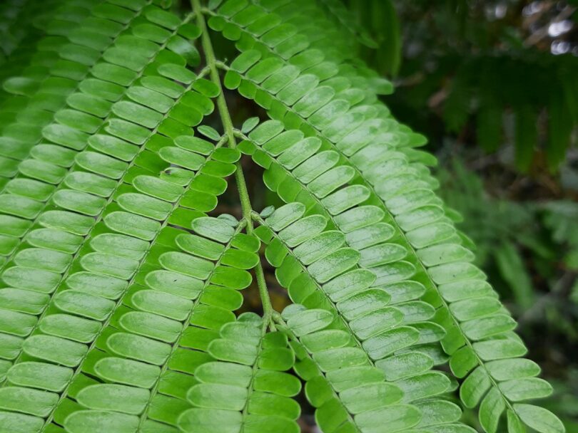 Albizia polycephala (Benth)