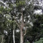 Albizia polycephala (Benth).