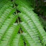 Angico branco - Albizia polycephala (Benth.) Killip ex Record