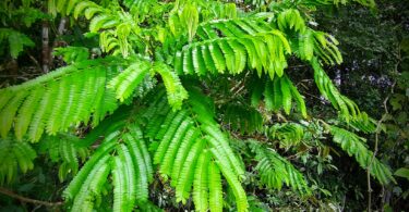 Albizia polycephala (Benth)