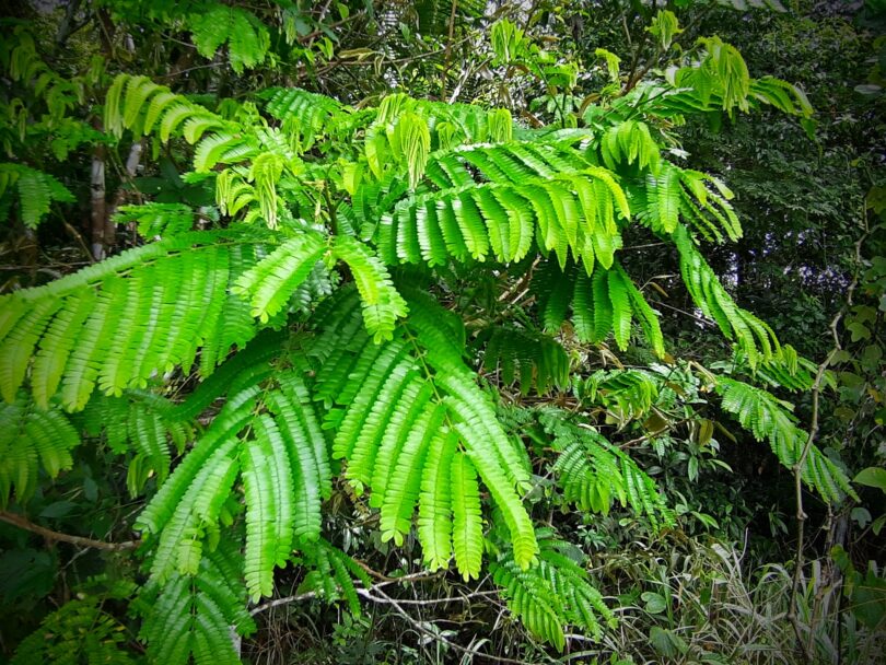 Albizia polycephala (Benth)
