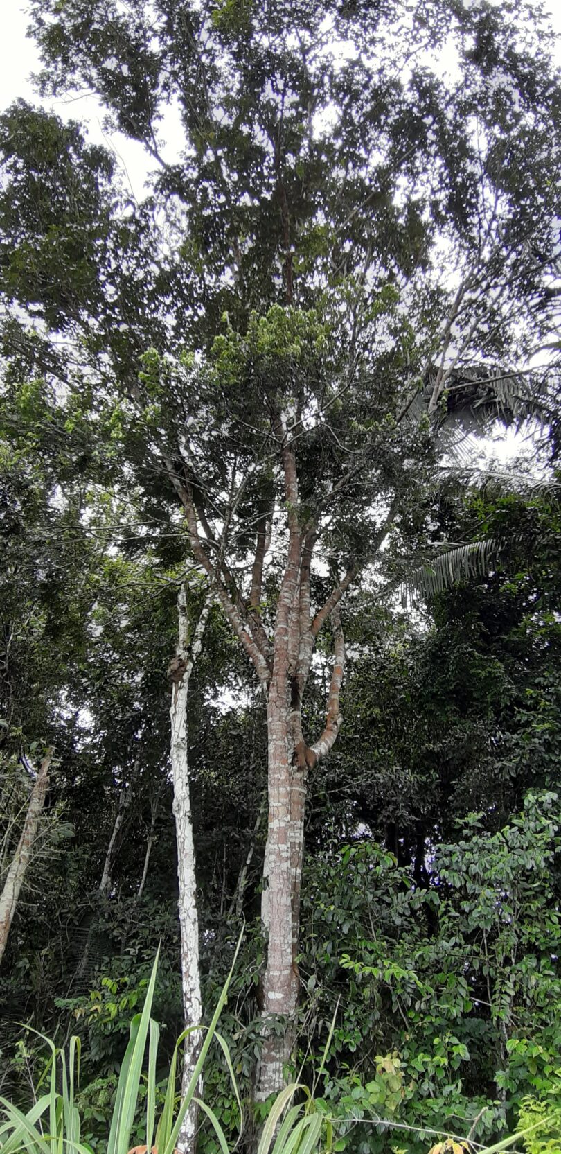 Albizia polycephala (Benth)