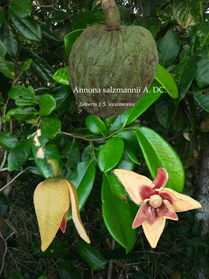 Annona salzmannii A.DC