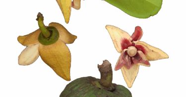 Annona salzmannii A.DC