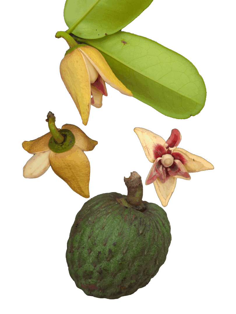Annona salzmannii A.DC