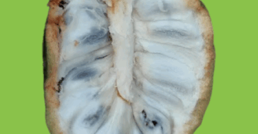 Annona salzmannii A.DC