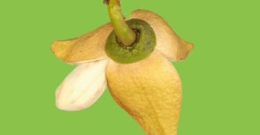 Annona salzmannii A.DC