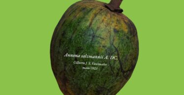 Annona salzmannii A.DC