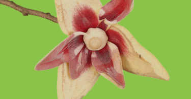 Annona salzmannii A.DC