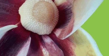 Annona salzmannii A.DC