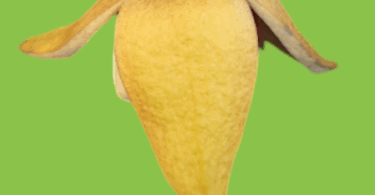 Annona salzmannii A.DC