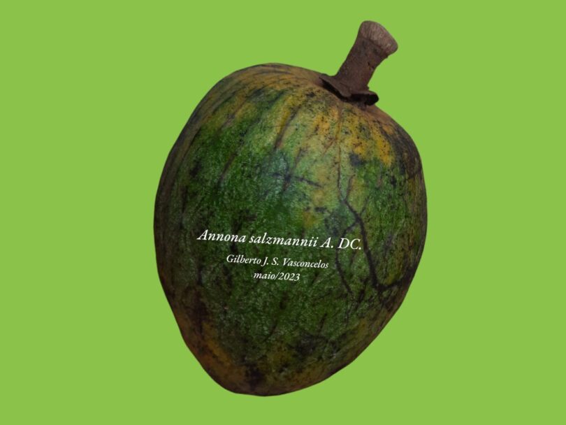 Annona salzmannii A.DC