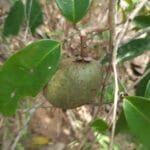 Annona sp. Registrada em 11 d março de 2023