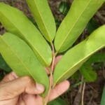 Annona sp. Registrada em 11 d março de 2023