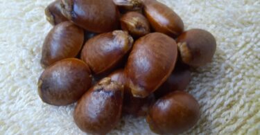 Annona sp. Registro em 11 – 12 de mar. de 2023 – Feliz Deserto