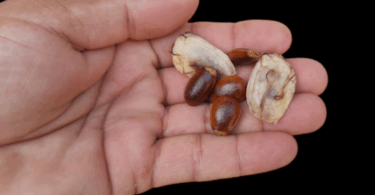 Annona sp. Registro em 11 – 12 de mar. de 2023 – Feliz Deserto