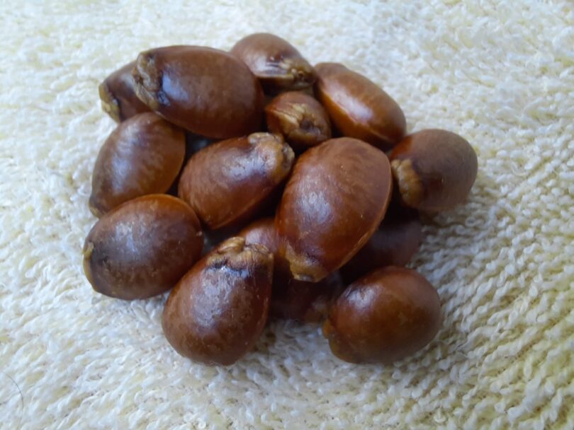 Annona sp. Registro em 11 – 12 de mar. de 2023 – Feliz Deserto