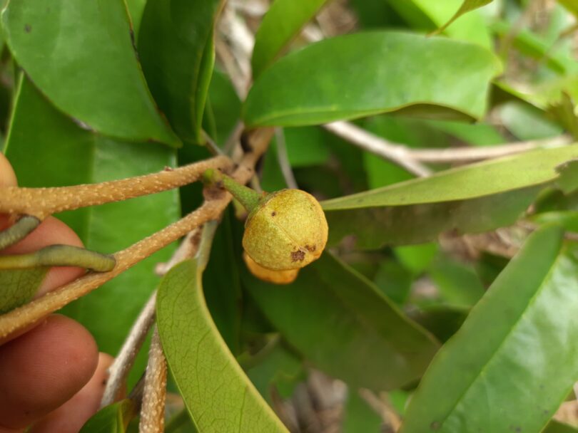 Annona sp. Registro em 11 – 12 de mar. de 2023 – Feliz Deserto