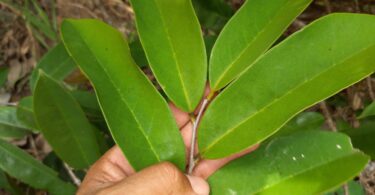 Annona sp. Registro em 11 – 12 de mar. de 2023 – Feliz Deserto