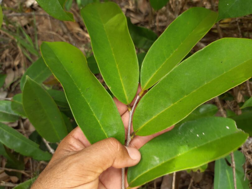 Annona sp. Registro em 11 – 12 de mar. de 2023 – Feliz Deserto