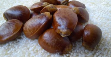 Annona sp. Registro em 11 – 12 de mar. de 2023 – Feliz Deserto