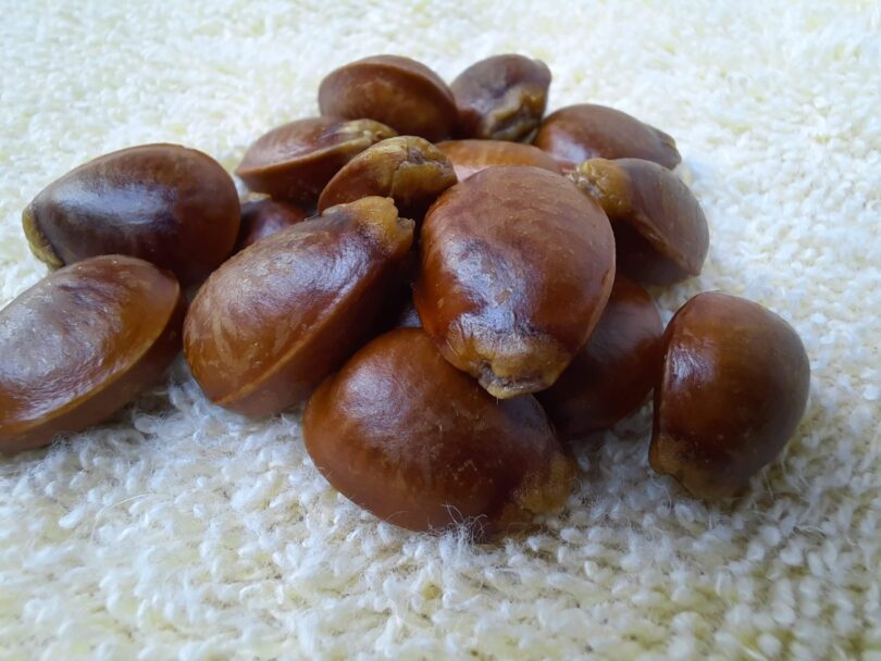 Annona sp. Registro em 11 – 12 de mar. de 2023 – Feliz Deserto