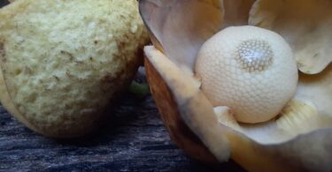 Annona sp. Registro em 11 – 12 de mar. de 2023 – Feliz Deserto