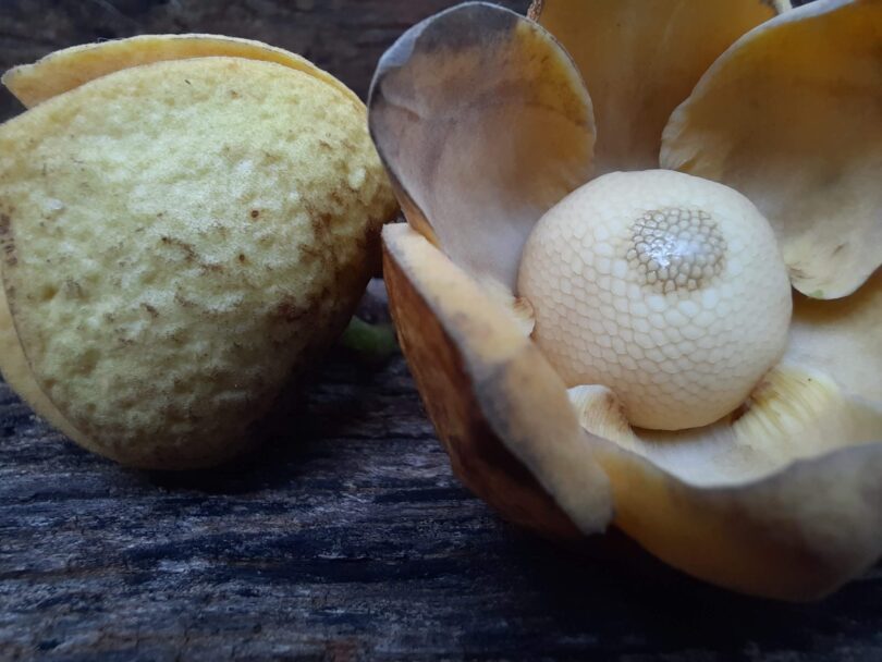 Annona sp. Registro em 11 – 12 de mar. de 2023 – Feliz Deserto