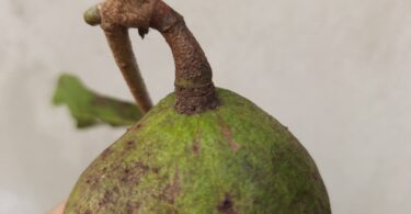 Annona sp. Registro em 11 – 12 de mar. de 2023 – Feliz Deserto