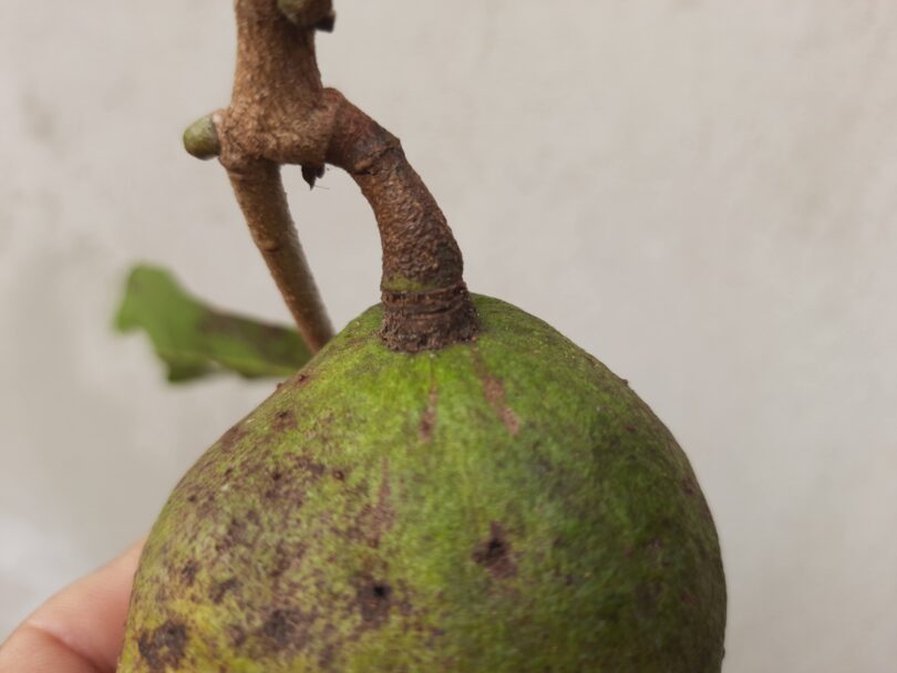 Annona sp. Registro em 11 – 12 de mar. de 2023 – Feliz Deserto