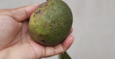 Annona sp. Registro em 11 – 12 de mar. de 2023 – Feliz Deserto