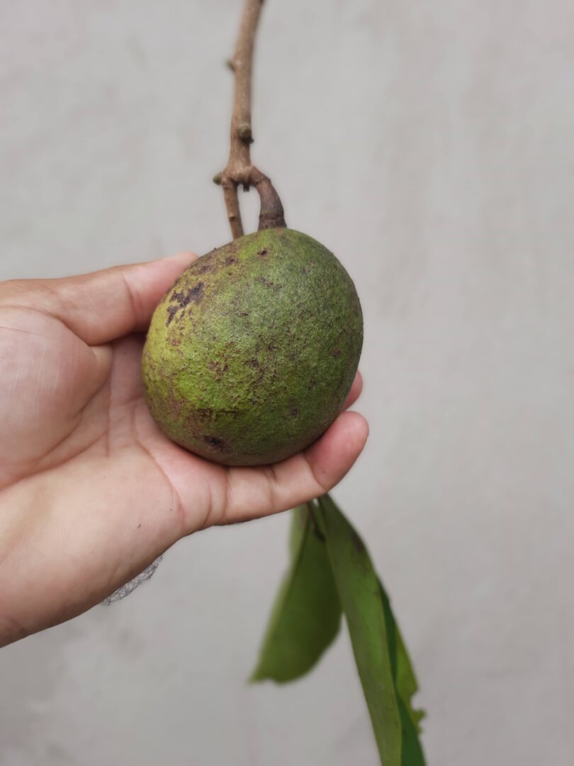 Annona sp. Registro em 11 – 12 de mar. de 2023 – Feliz Deserto