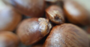 Annona sp. Registro em 11 – 12 de mar. de 2023 – Feliz Deserto