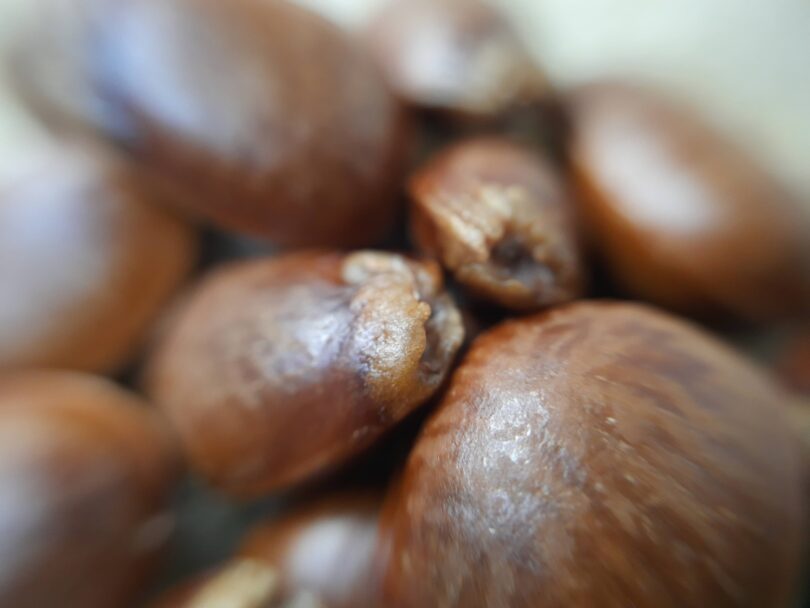 Annona sp. Registro em 11 – 12 de mar. de 2023 – Feliz Deserto