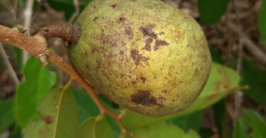 Annona sp. Registro em 11 – 12 de mar. de 2023 – Feliz Deserto