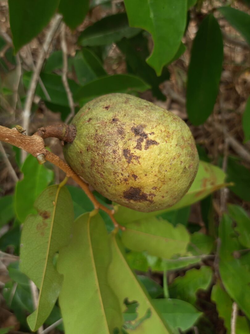 Annona sp. Registro em 11 – 12 de mar. de 2023 – Feliz Deserto