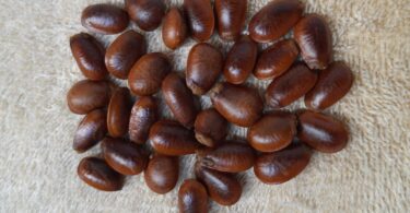 Annona sp. Registro em 11 – 12 de mar. de 2023 – Feliz Deserto