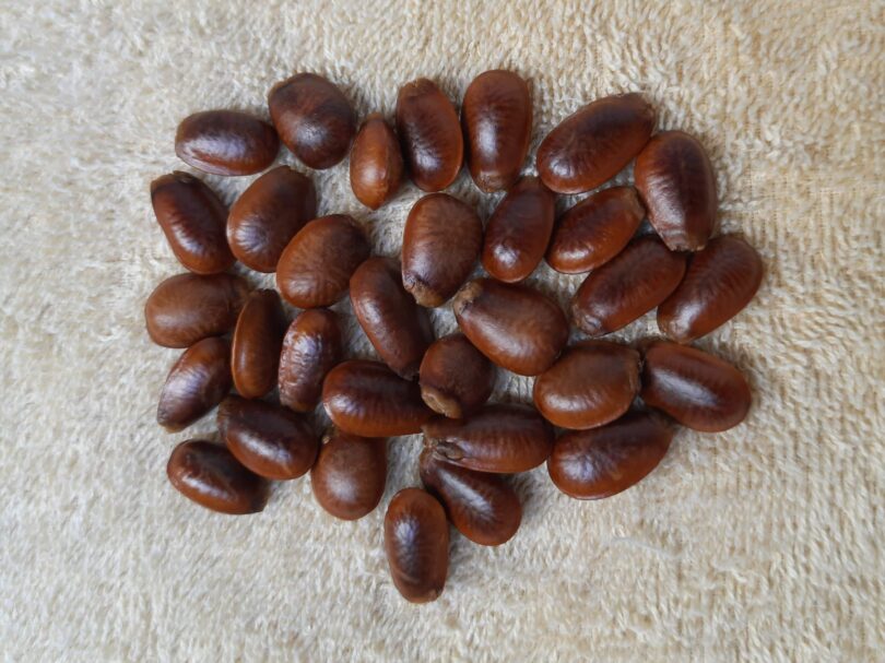 Annona sp. Registro em 11 – 12 de mar. de 2023 – Feliz Deserto