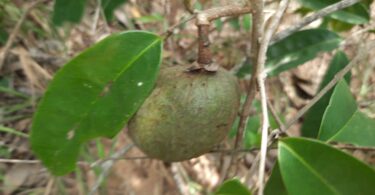 Annona sp. Registro em 11 – 12 de mar. de 2023 – Feliz Deserto