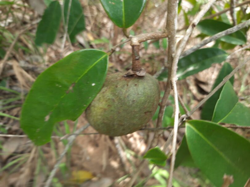 Annona sp. Registro em 11 – 12 de mar. de 2023 – Feliz Deserto
