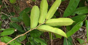 Annona sp. Registro em 11 – 12 de mar. de 2023 – Feliz Deserto