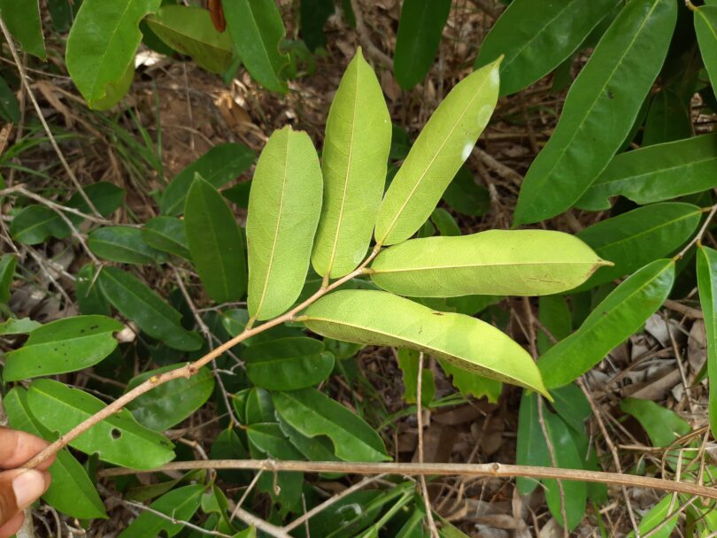 Annona sp. Registro em 11 – 12 de mar. de 2023 – Feliz Deserto