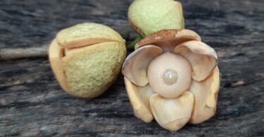 Annona sp. Registro em 11 – 12 de mar. de 2023 – Feliz Deserto