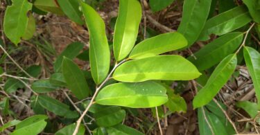 Annona sp. Registro em 11 – 12 de mar. de 2023 – Feliz Deserto