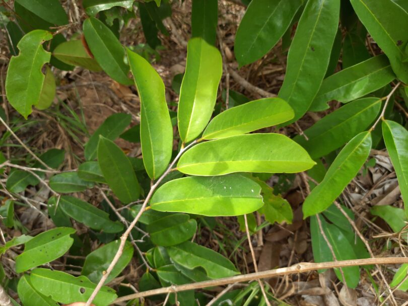 Annona sp. Registro em 11 – 12 de mar. de 2023 – Feliz Deserto