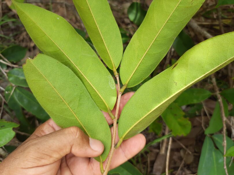 Annona sp. Registro em 11 – 12 de mar. de 2023 – Feliz Deserto