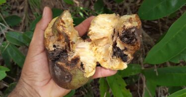 Annona sp. Registro em 11 – 12 de mar. de 2023 – Feliz DesertoAnnona sp. Registro em 11 – 12 de mar. de 2023 – Feliz Deserto