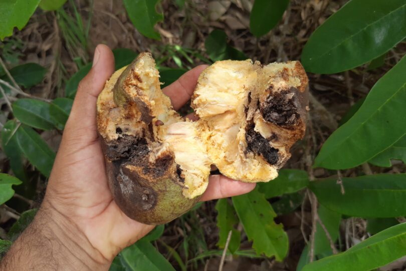 Annona sp. Registro em 11 – 12 de mar. de 2023 – Feliz DesertoAnnona sp. Registro em 11 – 12 de mar. de 2023 – Feliz Deserto