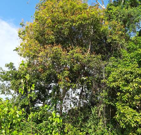 Árvore Brauna preta - Melanoxylon brauna Schott