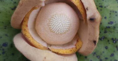 Nova espécie de Annona sp. Registro em 11 – 12 de mar. de 2023 – Feliz Deserto